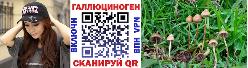 Галлюциногенные грибы Psilocybine cubensis  Купить где  Лысьва 